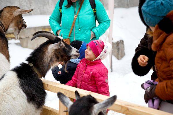 Чотири таємниці Різдва